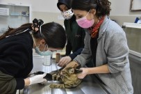 Karadeniz'in Kamuya Ait Tek Hayvan Hastanesinde 6 Bin 580 Hayvan Tedavi Edildi Haberi