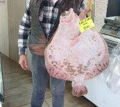 Kilosu Bin 200 Liradan Tezgaha Indi, Ilgi Odagi Oldu