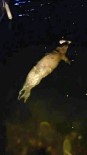 Mudanya'da Denizde Fok Baligi Görüldü