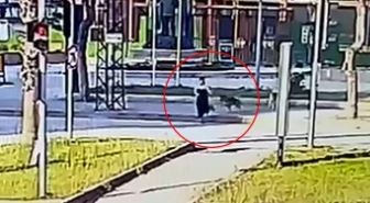 Yer Adana: Köpeklerden kaçarken otomobil çarptı!