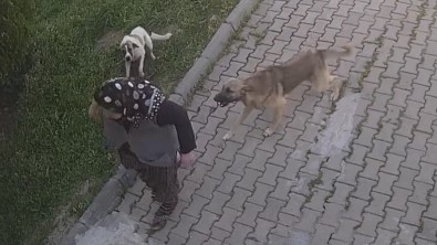 Basibos Köpek Dehseti Kamerada Açiklamasi Yaralanan Kadin Taninmaz Hale Geldi