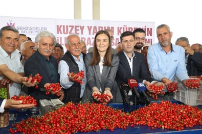 Kuzey Yarimkürenin Ilk Kirazinin Hasat Edildigi Manisa'da Üretici Umutlu