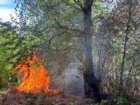 Sakarya'da orman yangını: 5 dönümlük alan zarar gördü