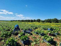 Tarimda Üretici Enflasyonu Martta Yüzde 61,87 Oldu