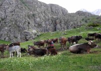 40 Bin TL Maasla Çoban Bulamayinca Çözümü Nöbetlesmekte Buldular