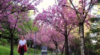 Baharin Müjdeleyicisi Sakura Agaçlarinin Renkli Çiçekleri Görsel Sölen Sunuyor Haberi