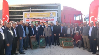 Besni'de Çiftçiye 360 Bin Adet Fide Dagitildi