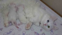 En Güzel Van Kedisi 'Mia' Üçüncü Kez Anne Oldu