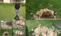 Erzincan'da Basibos Köpeklerin Saldirdigi 7 Koyun Telef Oldu Haberi