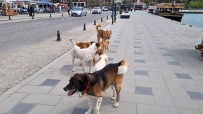 Sinop'ta Basibos Köpekler Vatandaslari Tedirgin Ediyor Haberi