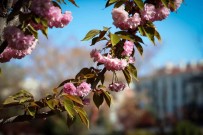 Sakuralar Konya'da Çiçek Açti, Görüntüler Hayran Birakti