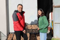 Mugla'da Zerdeçal Ve Zencefil Üretimine Büyük Ilgi