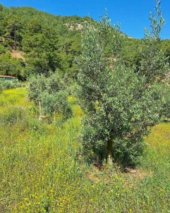 Ortaca'da Zeytin Bahçelerinde Zararlilar Tespit Edildi