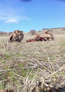 Domuz Lesine Gelen Akbabalar, Fotokapana Takildi