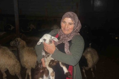 Erzincan'da Devlet Destegiyle Koyun Varligi Artiyor