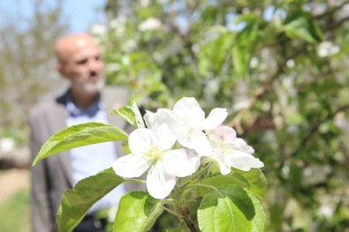 Karaman'da 15 Milyon Elma Agaci Ayni Anda Çiçek Açti