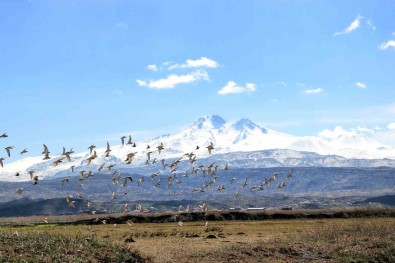 Kayseri'nin Dogal Kus Cenneti Bahari Müjdeliyor