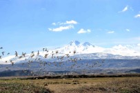 Kayseri'nin Dogal Kus Cenneti Bahari Müjdeliyor Haberi