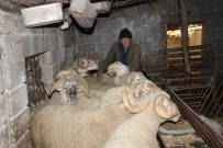 Yillarca Türkiye'nin Her Yerini Dolasan Kamyon Soförü Huzuru Koyunlarda Buldu Haberi