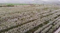 Yozgat'ta Baharin Gelmesiyle Çiçek Açan Binlerce Meyve Agaci Havadan Görüntülendi Haberi