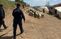 Hisarcik'ta Kaybolan 55 Küçükbas Hayvani Jandarma Buldu Haberi