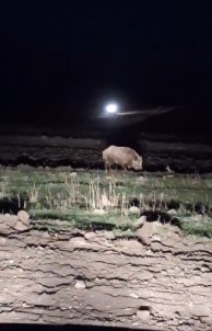 Kars'ta Aç Kalan Domuz Köye Indi