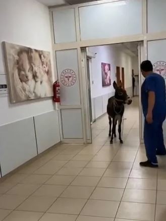 Eşek acil servise girdi: O ilimizde ilginç görüntüler!