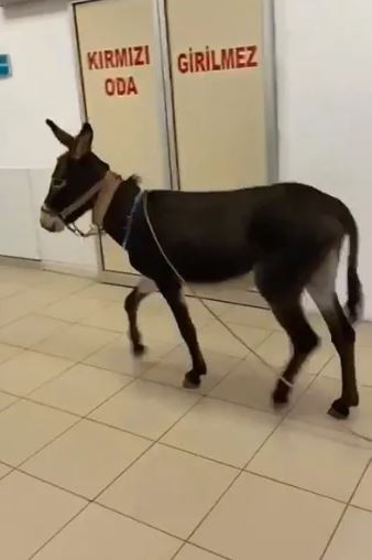 Eşek acil servise girdi: O ilimizde ilginç görüntüler!