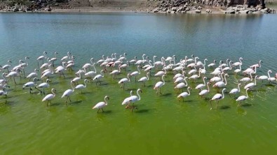 Flamingolar Kuluçka Öncesi Eslesme Için Mamasin Barajinda
