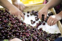 Türkiye, Meyve Üretiminde Dünyada 4'Üncü Sirada Haberi
