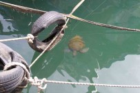 Vatandaslar Tarafindan Beslenen Deniz Kaplumbagalari Balikçi Barinagini Mesken Edindi Haberi