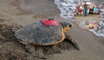 8 milyon kişi izlemişti: Caretta caretta Tuba 3 aydır kayıp!