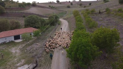 Amasya'da Koyun Sürülerinin Yayla Göçü Erken Basladi