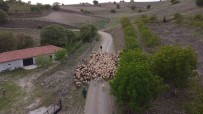 Amasya'da Koyun Sürülerinin Yayla Göçü Erken Basladi Haberi