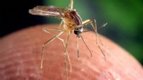 Avrupa'da sivrisinek alarmı! Salgın giderek artıyor... Haberi