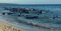 Balinalar kıyıya vurdu! Ekipler kurtarmak için harekete geçti