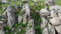 Bitlis'in Huzur Veren Tepesinde Ters Lale Güzelligi