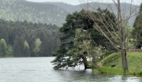 Bolu'da Siddetli Rüzgar Etkili Oluyor