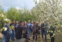 Erzincan'da Uygulamali 'Meyve Agaci Budama' Kursu Verildi