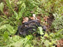 Kadavra Köpekleri Ormanda Korhan Berzeg'e Ait Iz Ariyor