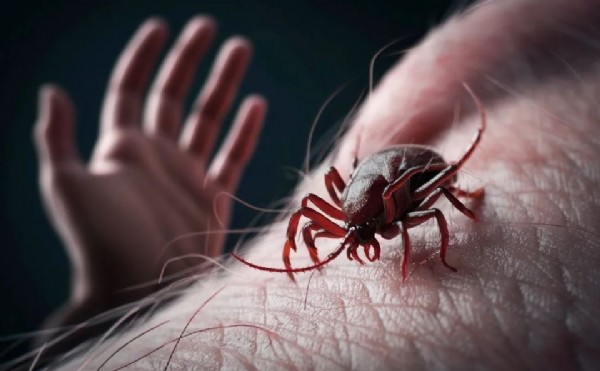 O ilimiz kabusu yaşıyor: Son 1 haftada 255 kişinin vücuduna yapıştı!