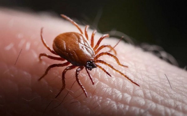 O ilimiz kabusu yaşıyor: Son 1 haftada 255 kişinin vücuduna yapıştı!