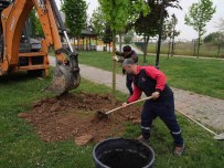 5 Yilda 7 Bin 140 Agaç Toprakla Bulustu Haberi