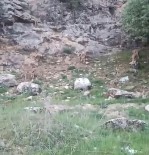 Elazig'da Koruma Altindaki Dag Keçileri Sürü Halinde Görüntülendi Haberi