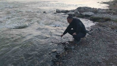Fizyolojik Uyum Süreçlerini Tamamlayan Van Gölü'nün Incilerinin Zorlu Yolculugu Basladi