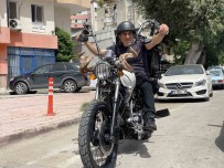 Motosikletine Dag Keçisi Boynuzu Takti, Trafikte Ilgi Odagi Oldu