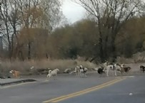 Ankara'da başıboş köpek kabusu: Ankara Büyükşehir Belediyesi kılını kıpırdatmadı!