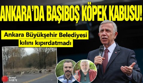 Ankara'da başıboş köpek kabusu: Ankara Büyükşehir Belediyesi kılını kıpırdatmadı!