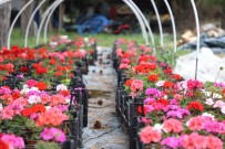 ESTÜ Serasinda Yetistirilen 20 Bin Çiçek Kampüsü Süslemeye Basladi