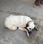 Kesan'da Bir Evin Bahçesindeki 2 Köpek Zehirlendi